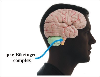 Pre-Boetzinger Complex สมอง 2