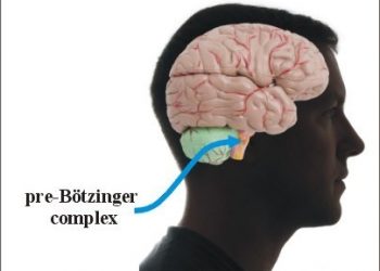 เมื่อหมอโหด! ลองทำลายเซลล์สมองส่วนบัญชาการ การหายใจของหนู เพื่อวิจัยปัญหาการนอน และนี่คือผลลัพธ์ที่เกิดขึ้น!!