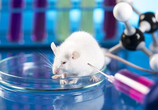 เมื่อหมอโหด! ลองทำลายเซลล์สมองส่วนบัญชาการ