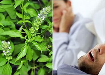 ใบแมงลักรักษานอนกรน