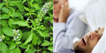 ใบแมงลักรักษานอนกรน